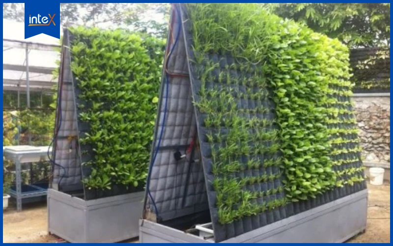 Mô hình _Vườn treo thẳng đứng_ thủy canh cây trồng